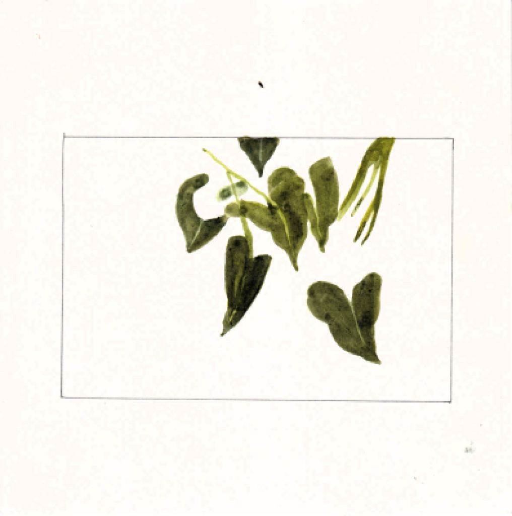 Watercolors - Amazonie serires